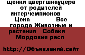 щенки цвергшнауцера от родителей интерчемпионов,   › Цена ­ 35 000 - Все города Животные и растения » Собаки   . Мордовия респ.